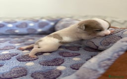 Raza Mixta perros en venta: CHIWHIP - Imagen 11