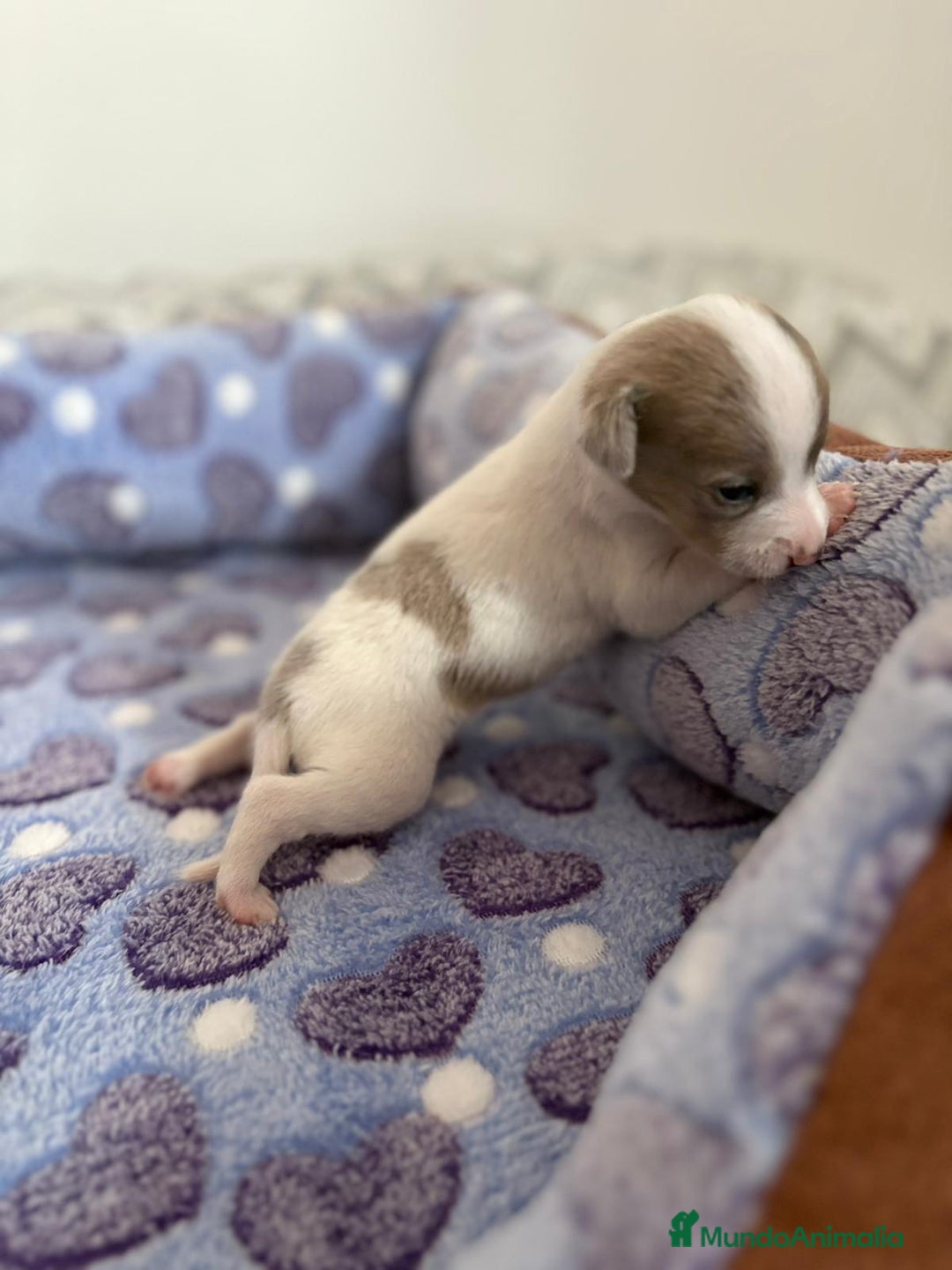 Raza Mixta perros en venta: CHIWHIP - Imagen 11