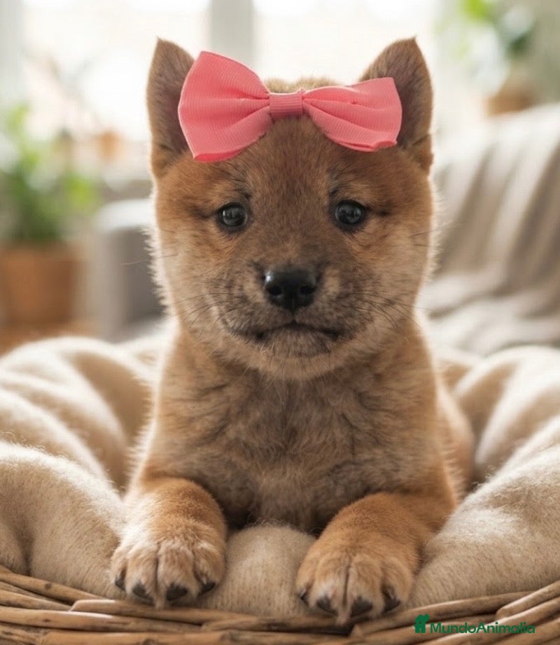 Shiba Inu perros Shiba inu  - Anuncio 1