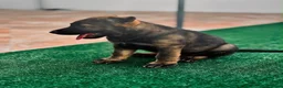 Pastor Alemán perros en venta: Cachorro pastor alemán linea de trabajo - Anuncio 3
