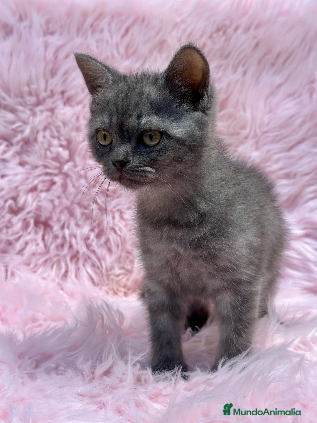 Británico de Pelo Corto gatos en venta: HEMBRITAS BRITISH SHORT HAIR en Barcelona - Anuncio 2