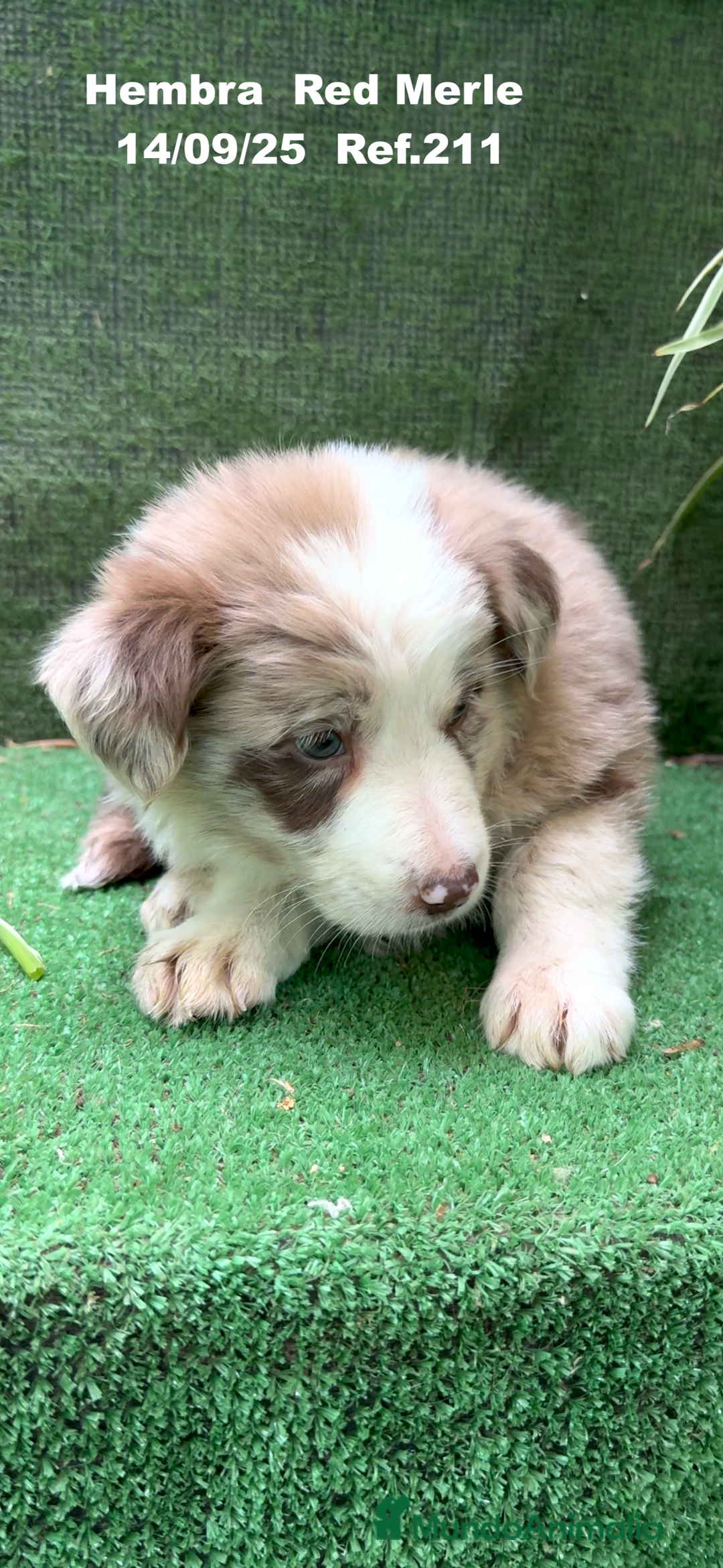 Border Collie perros en venta: BORDER COLLIE Red Merle - Imagen 10