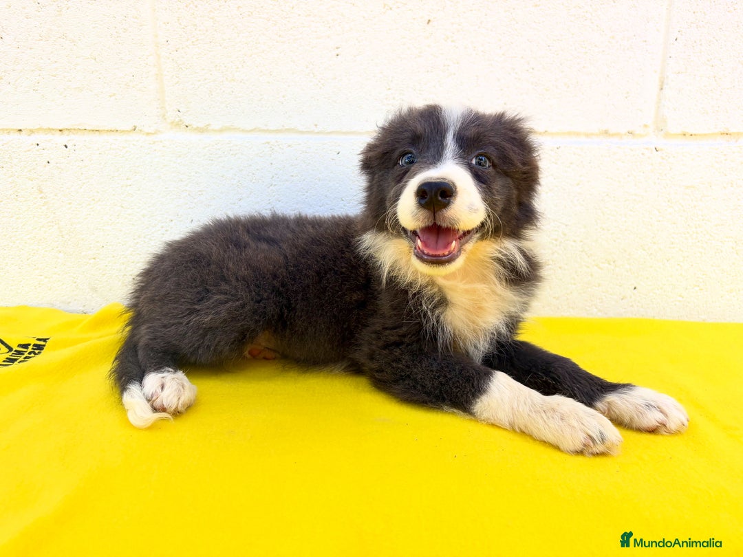Border Collie perros en venta: Border Collie tranquilos y hermosos - Imagen 2