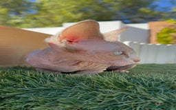 Sphynx gatos en venta: GATITAS SPHYNX - Anuncio 26