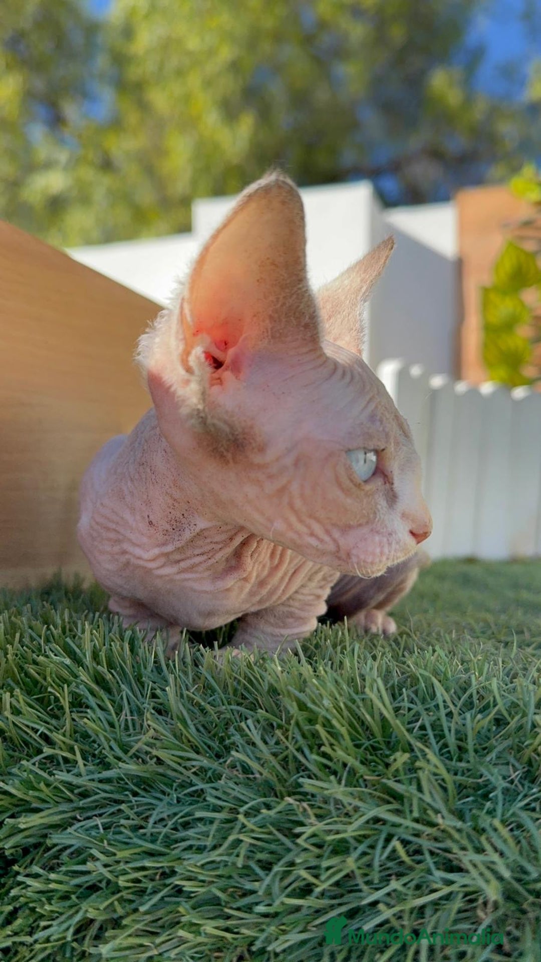 Sphynx gatos en venta: GATITAS SPHYNX - Anuncio 26