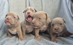 American Bully perros en venta: American bully pocket  - Imagen 5