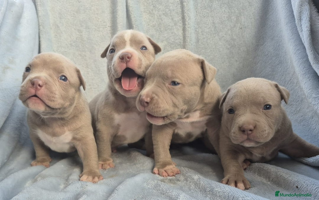 American Bully perros en venta: American bully pocket  - Imagen 5
