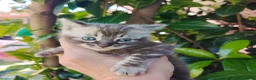 Bengalí gatos en venta: Bengalí  - Anuncio 1