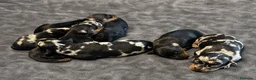 Pinscher Miniatura perros en venta: Pinscher Miniatura - Anuncio 3