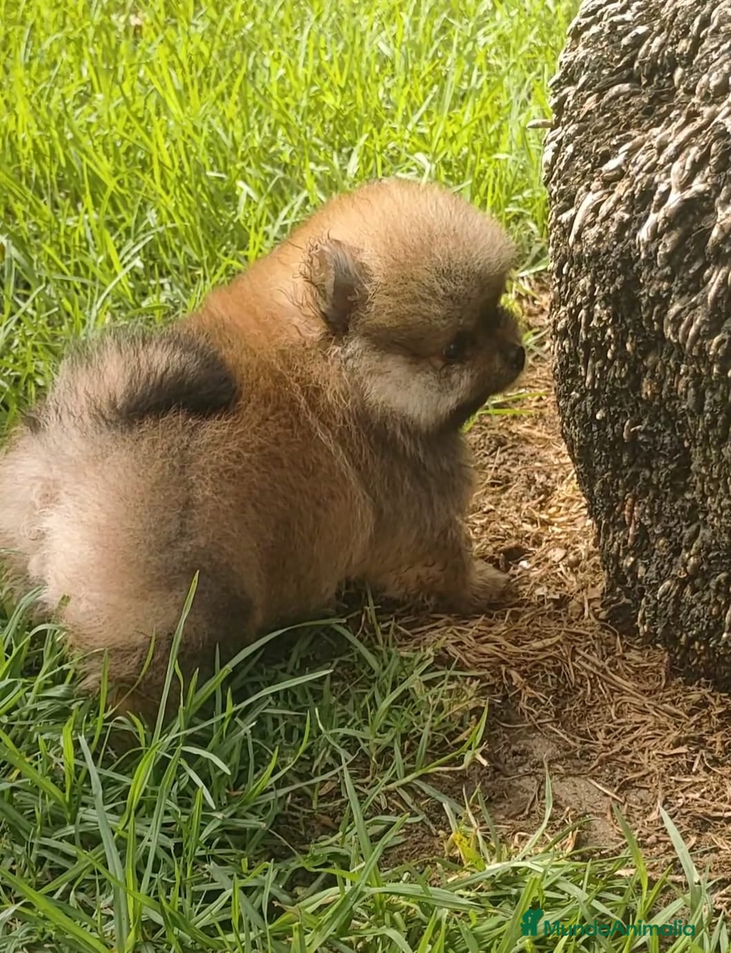 Pomerania perros pomerania  - Anuncio 12