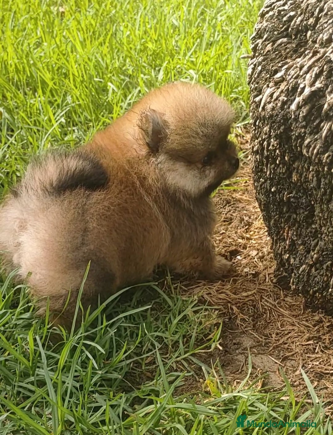 Pomerania perros en venta: pomerania  - Imagen 1