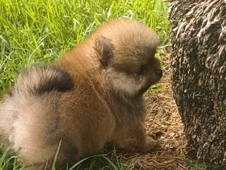 Pomerania perros - Anuncio 27