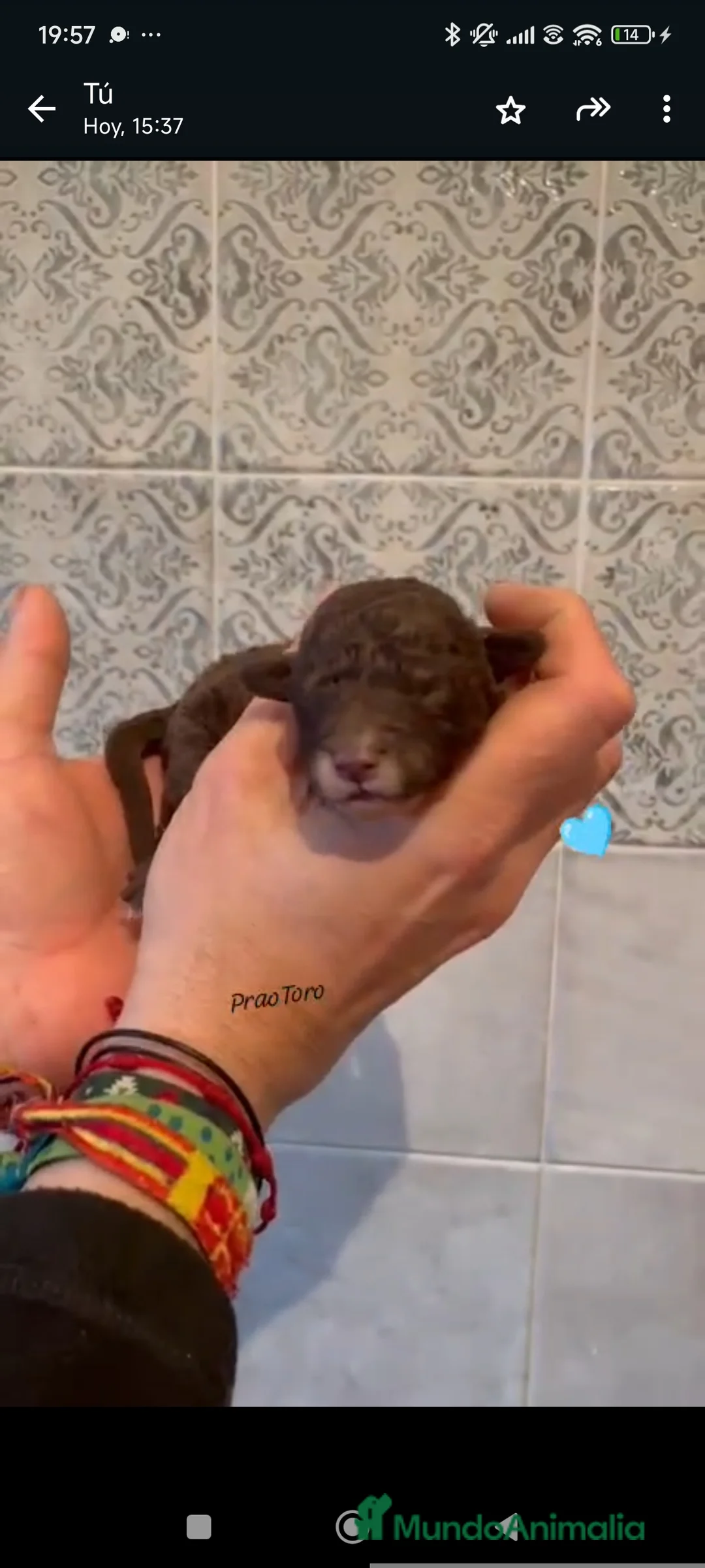 Perro de Agua Español perros en venta: Cachorros de perro de agua - Anuncio 4