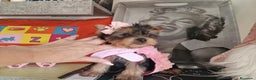 Yorkshire Terrier perros en venta: Camada yorkshire terrier - Anuncio 21