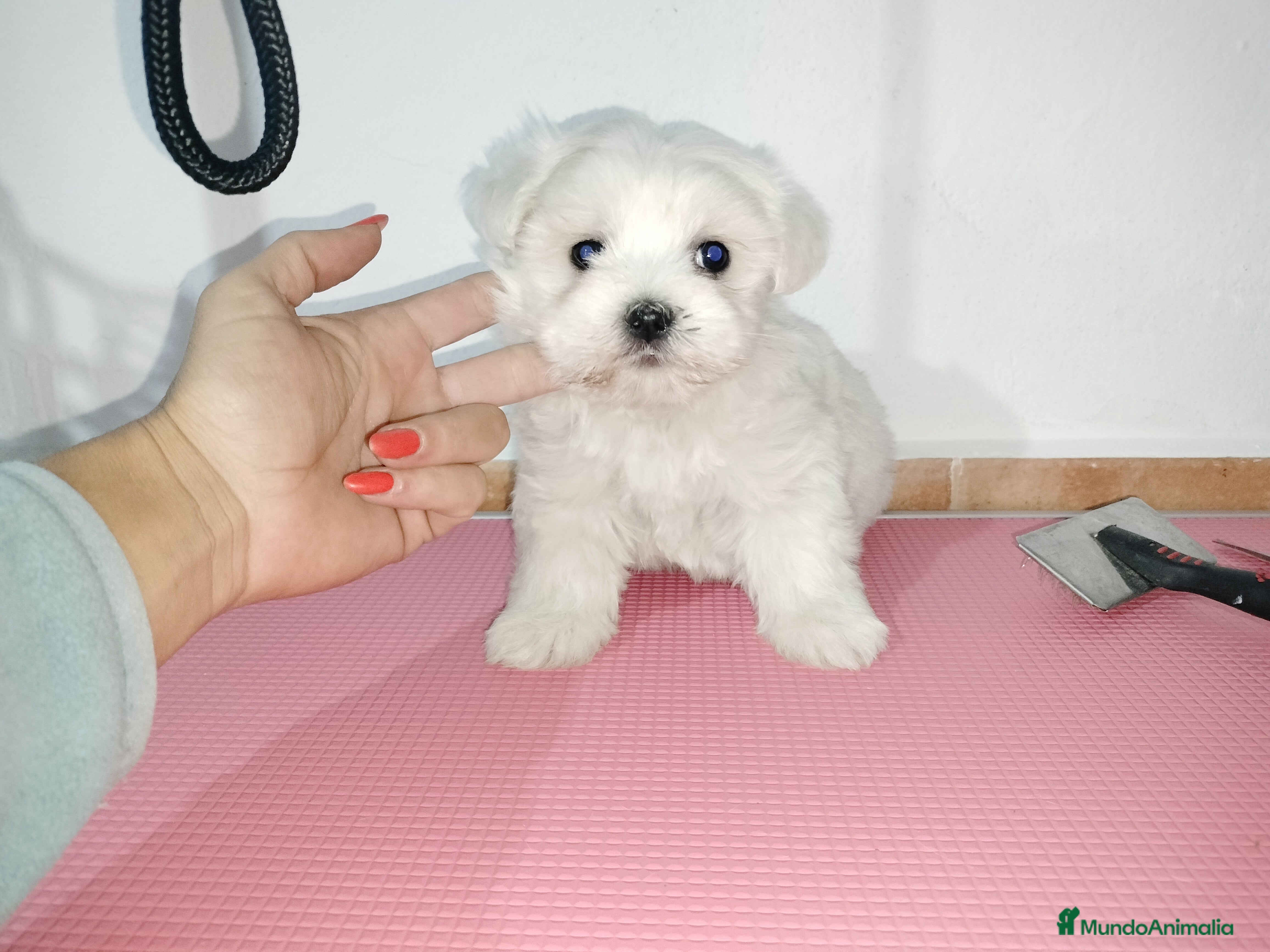 Bichón Maltés perros Bichón maltés americano en Badajoz - Anuncio 12