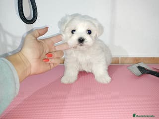 Bichón Maltés perros Bichón maltés americano en Badajoz - Anuncio 8