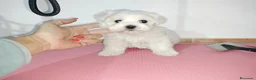Bichón Maltés perros en venta: Bichón maltés americano en Badajoz - Anuncio 1