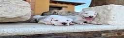 Dogo Argentino perros en venta: Dogos argentinos  en Segovia - Anuncio 2