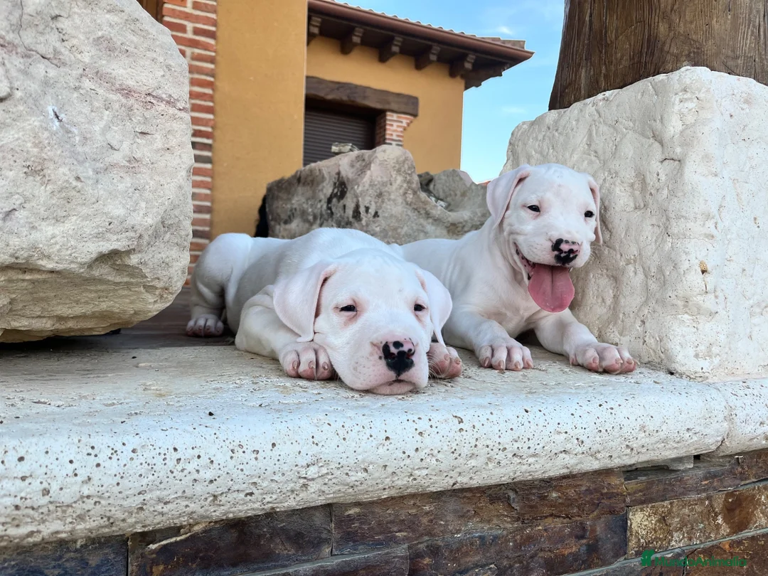 Dogo Argentino perros en venta: Dogos argentinos  en Segovia - Anuncio 2