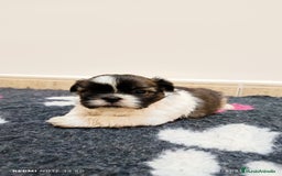 Shih Tzu perros en venta: EXCELENTES CACHORROS - Imagen 7