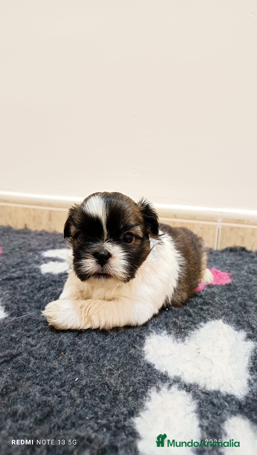 Shih Tzu perros en venta: EXCELENTES CACHORROS - Imagen 7