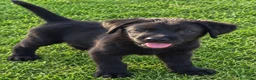 Labrador Retriever perros en venta: Preciosa Cachorra Labrador Retriever - Pura Raza - Anuncio 6