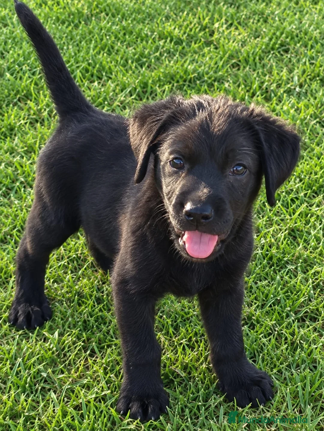 Labrador Retriever perros en venta: Preciosa Cachorra Labrador Retriever - Pura Raza - Anuncio 6
