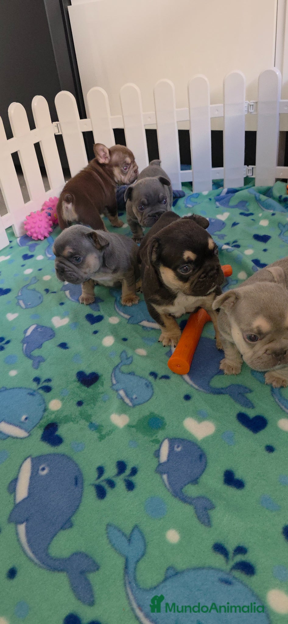 Bulldog Francés perros en venta: Frenchis exoticos  - Anuncio 4