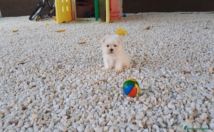 Bichón Maltés perros - Propaganda 6