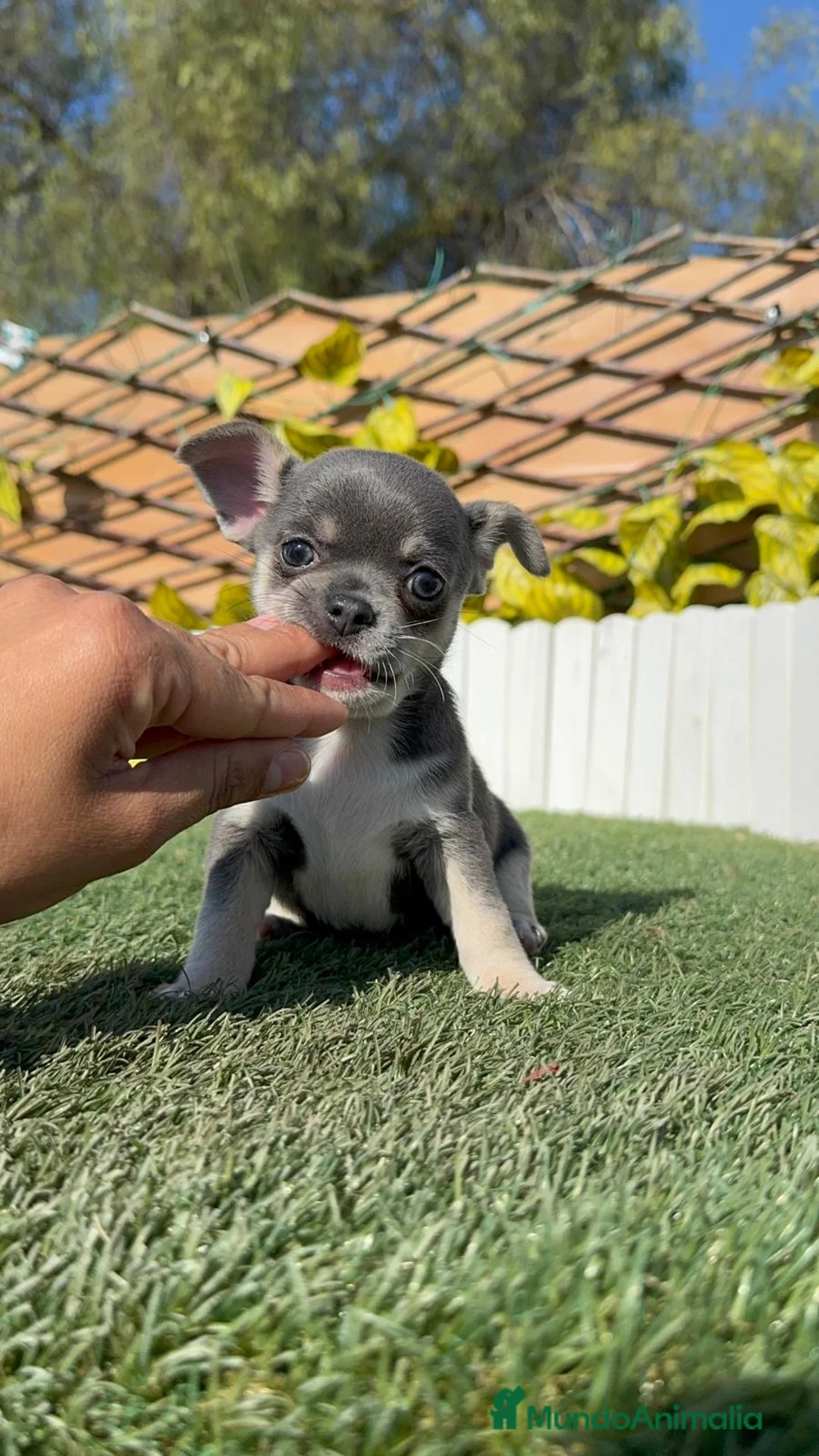 Chihuahua perros en venta: CHIHUAHUA  - Anuncio 20