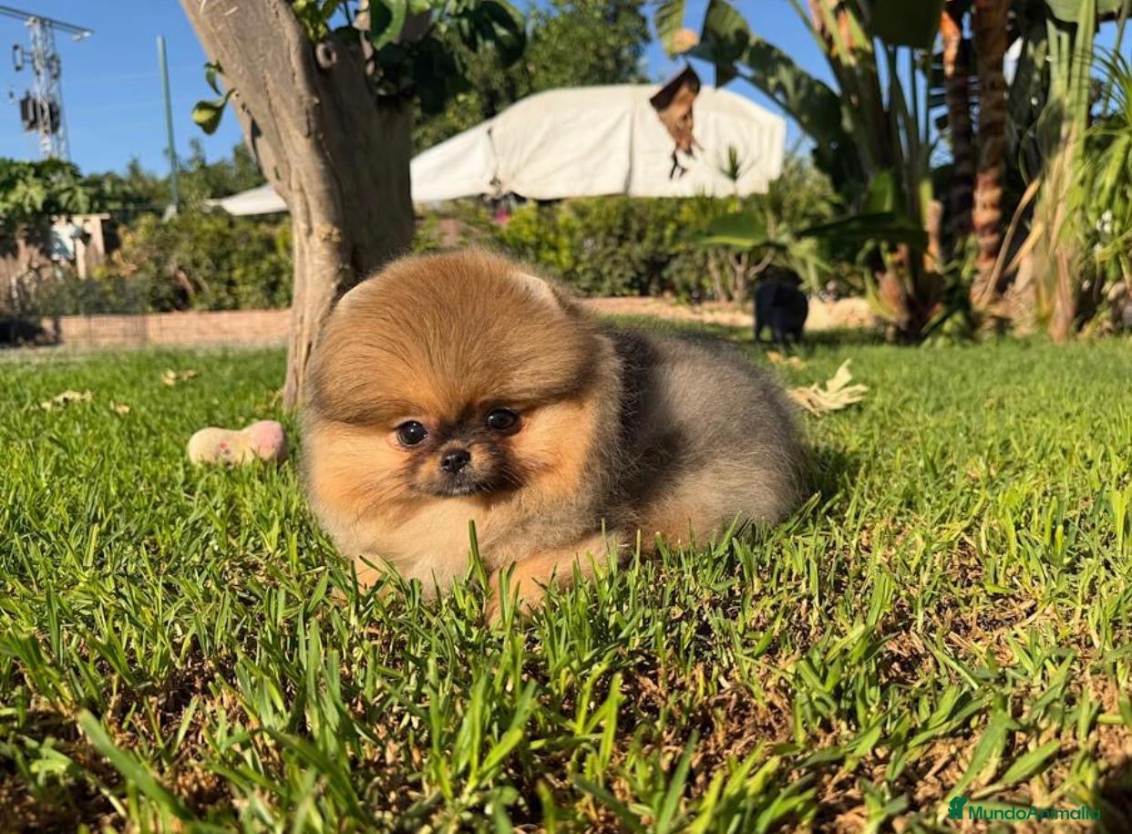 Pomerania perros Hembra Pomerania preciosa y chatita - Anuncio 1