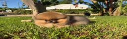 Pomerania perros en venta: Hembra Pomerania preciosa y chatita - Anuncio 1