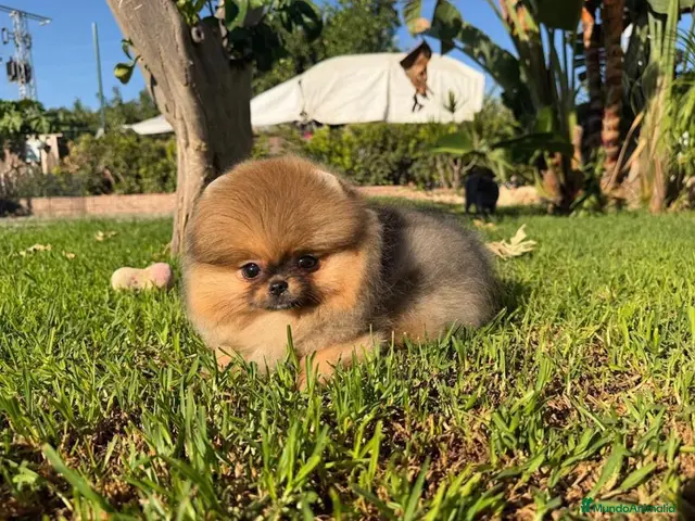 Pomerania perros Hembra Pomerania preciosa y chatita - Anuncio 1