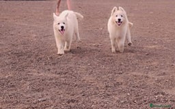 Pastor Blanco Suizo perros en venta: Pastor Blanco Suizo  - Anuncio 3