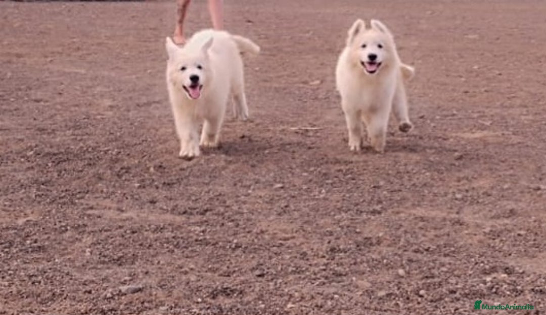 Pastor Blanco Suizo perros en venta: Pastor Blanco Suizo  - Anuncio 3