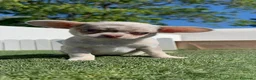Chihuahua perros en venta: CHIHUAHUA MERLE - Anuncio 4