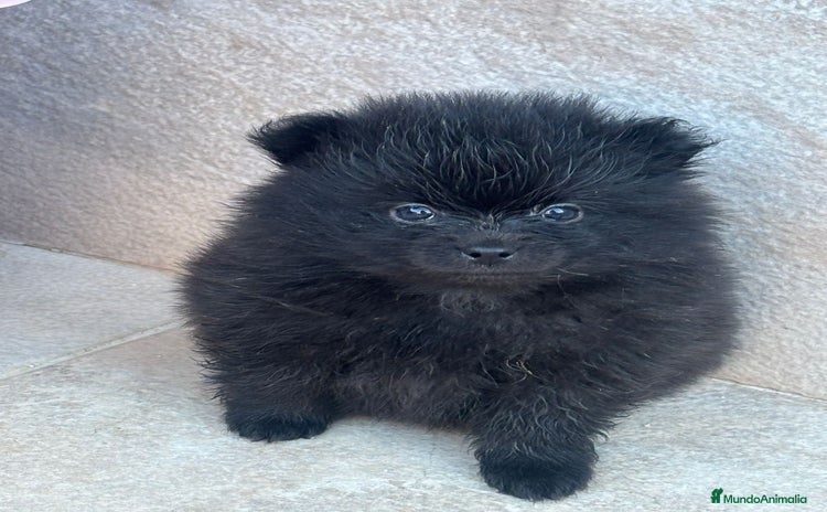 Pomerania perros LULU DE POMERANIA TOY  - Anuncio 2