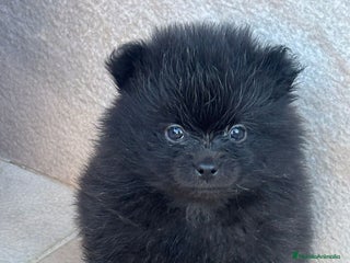 Pomerania perros LULU DE POMERANIA TOY - Anuncio 2