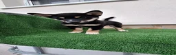 Shiba Inu perros en venta: Shiba Inu - Anuncio 3