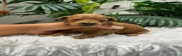 Raza Mixta perros en venta: CANICHE 💙💙 - Anuncio 11