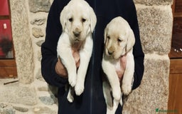 Labrador Retriever perros en venta: Labrador retriever  - Anuncio 5