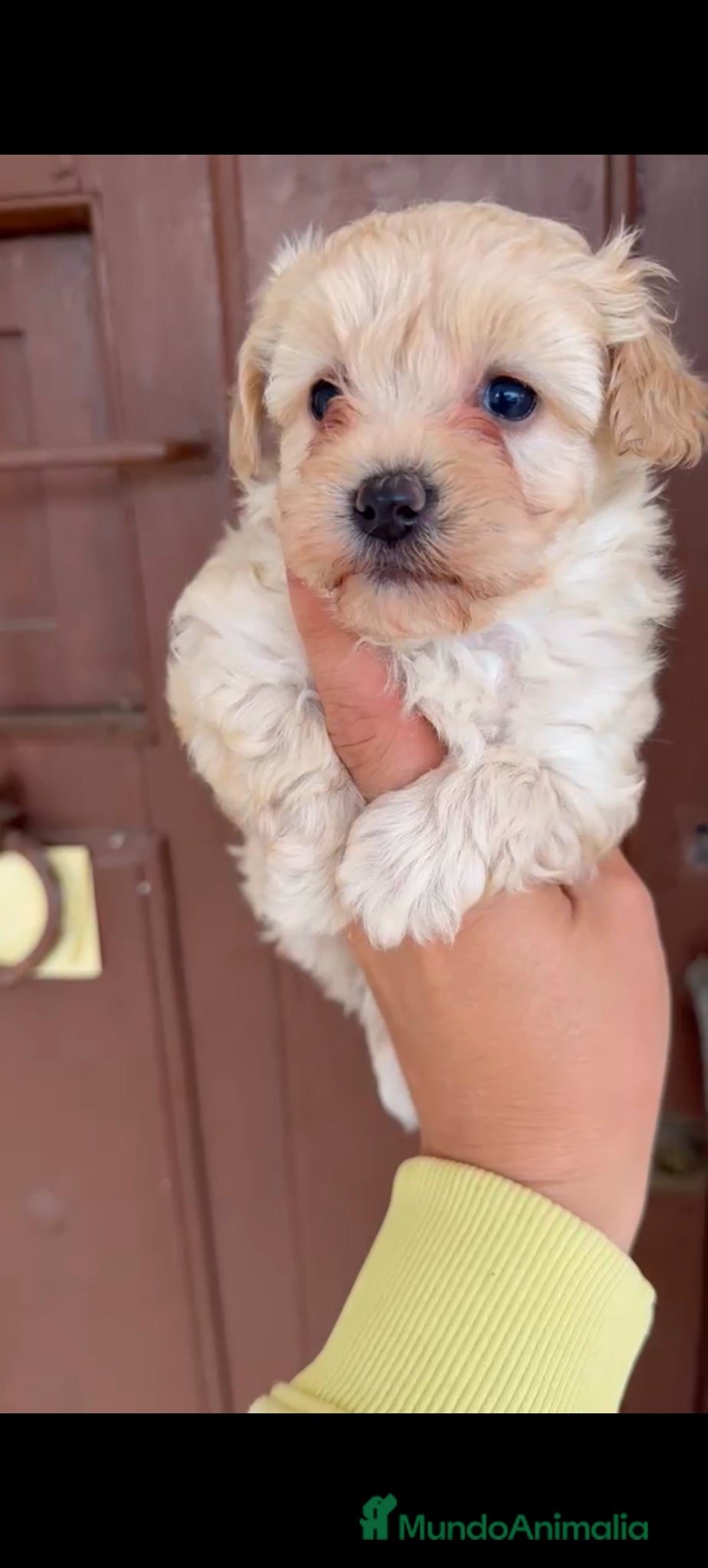 Maltipoo perros Maltipoo hembra disponible  - Anuncio 2