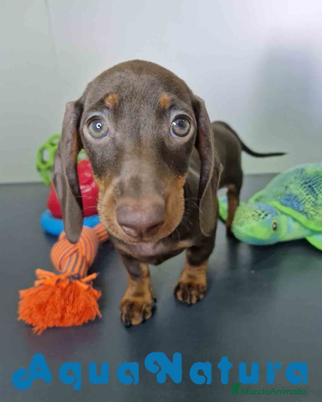 Teckel Miniatura perros en venta: Teckel Hembra DCD 5778 AQUANATURA - Anuncio 2