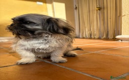 Pekinés perros en venta: Cachorro de pekinés imperial hembra  - Anuncio 18