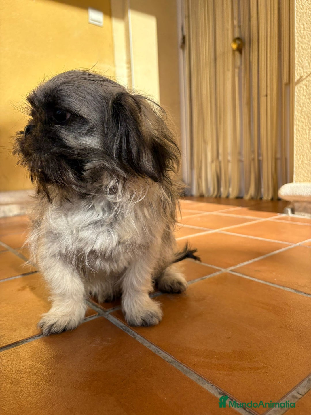 Pekinés perros en venta: Cachorro de pekinés imperial hembra  - Anuncio 18