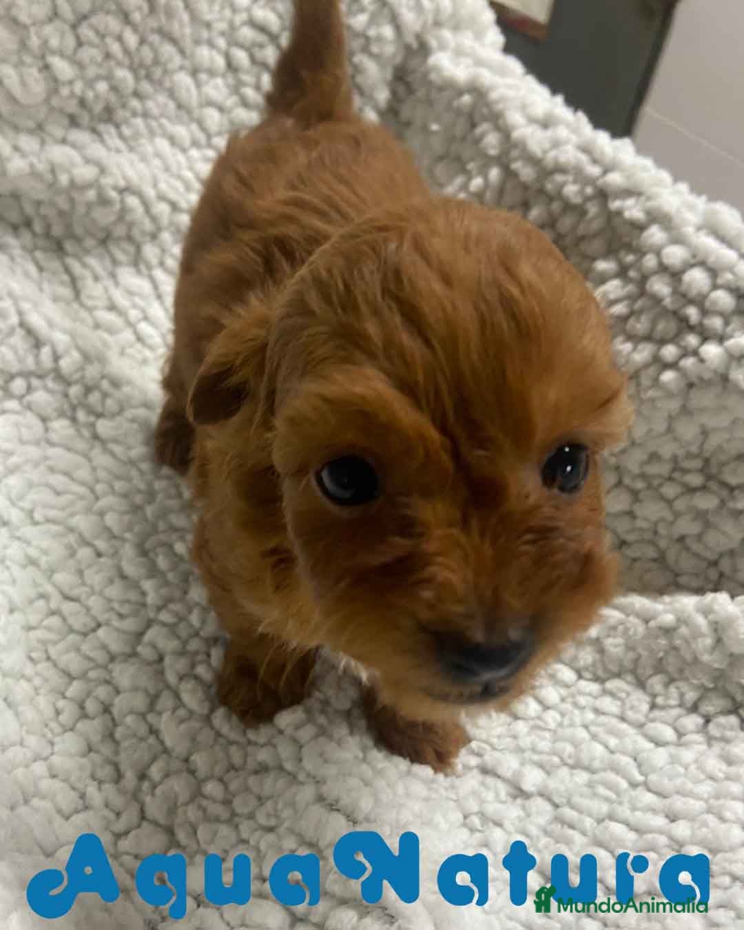 Havapoo perros  Havapoo Macho 1 de Haya y Can AQUANATURA - Anuncio 2