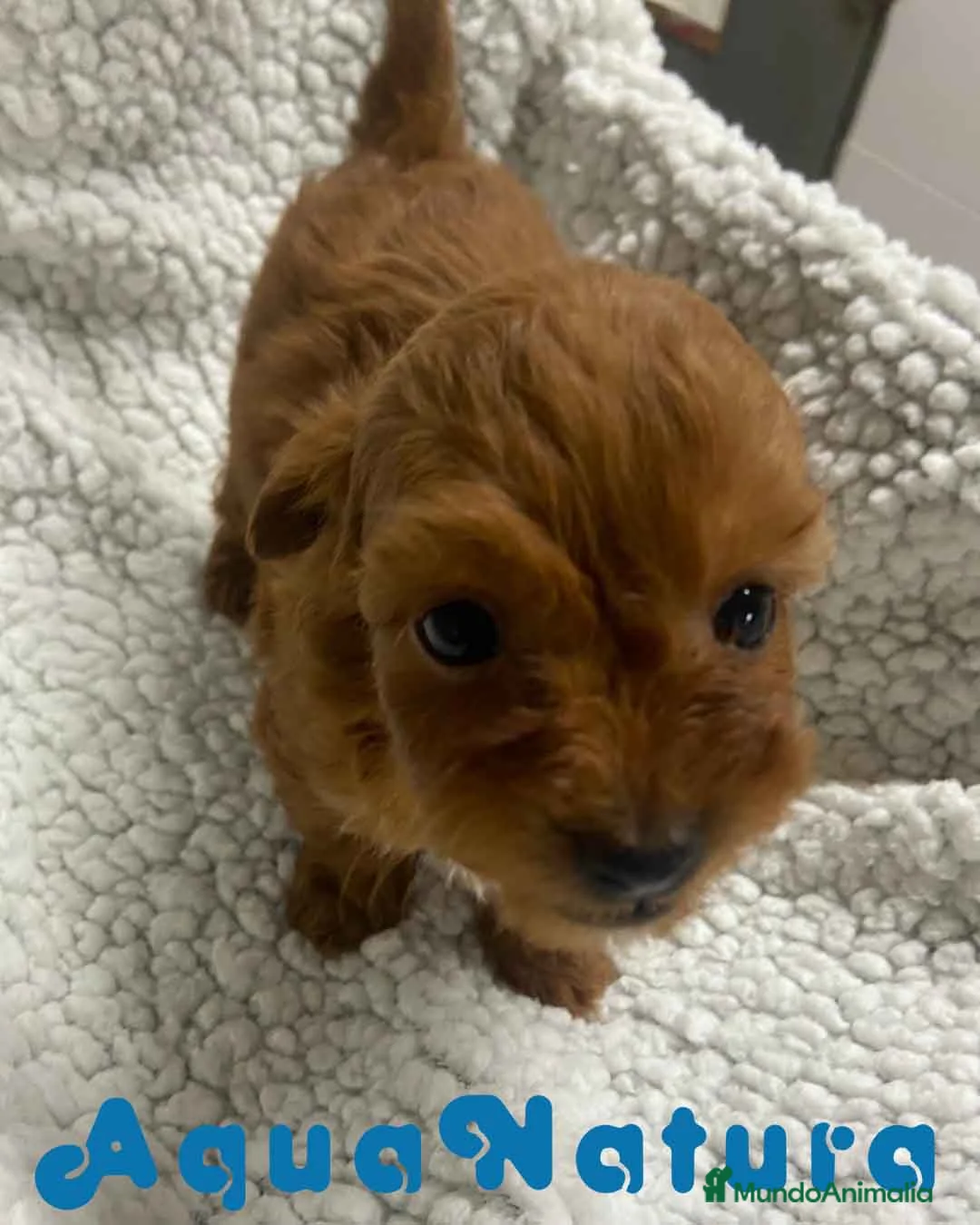 Havapoo perros en venta:  Havapoo Macho 1 de Haya y Can AQUANATURA - Anuncio 2