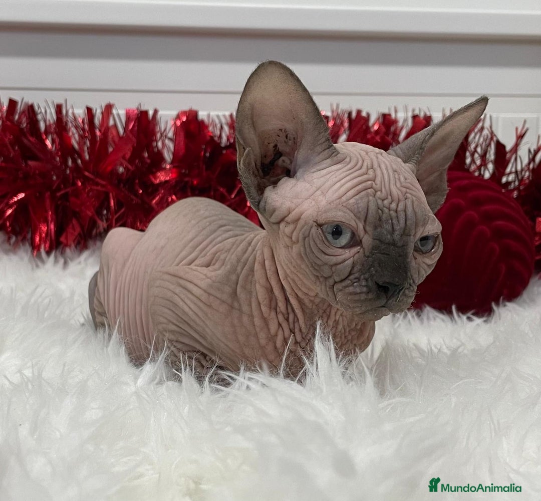 Sphynx gatos en venta: gato sphynx seal point lilac - Anuncio 4