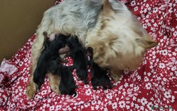Raza Mixta perros en venta: Cachorro de yorkshire terrier  - Imagen 1