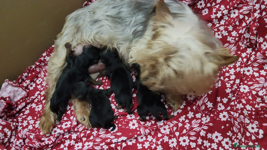 Raza Mixta perros en venta: Cachorro de yorkshire terrier  - Imagen 1